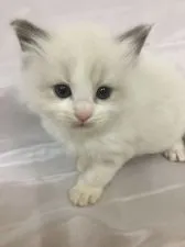 ラグドール【香川県・女の子・2021年4月17日・ブルーポイントバイカラー】の写真3