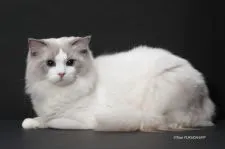 ラグドール【香川県・男の子・2019年3月28日・ブルーポイントバイカラー】の写真4「パパです。ブルーポイントバイカラー」