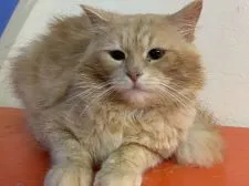 サイベリアン【香川県・女の子・2021年10月30日・ブルークラシックタビー】の写真4「パパです。クリームクラシックタビー」