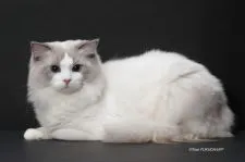 ラグドール【香川県・女の子・2021年4月17日・ブルーポイントバイカラー】の写真4「パパです。ブルーポイントバイカラー」