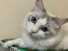 ラグドール【香川県・女の子・2021年4月17日・ブルーポイントバイカラー】の写真5「ママです。ブルーリンクスポイントバイカラー」