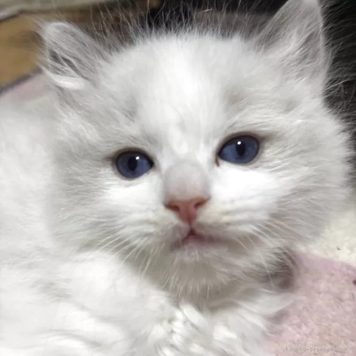 ラグドール【香川県・男の子・2025年12月8日・ブルーポイントバイカラー】の写真1