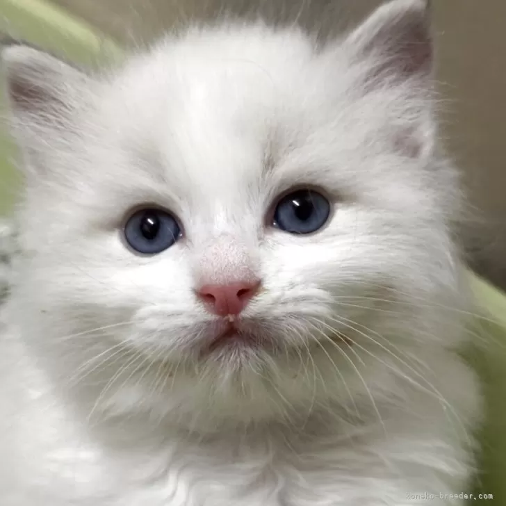 JUN 様のお迎えした子猫