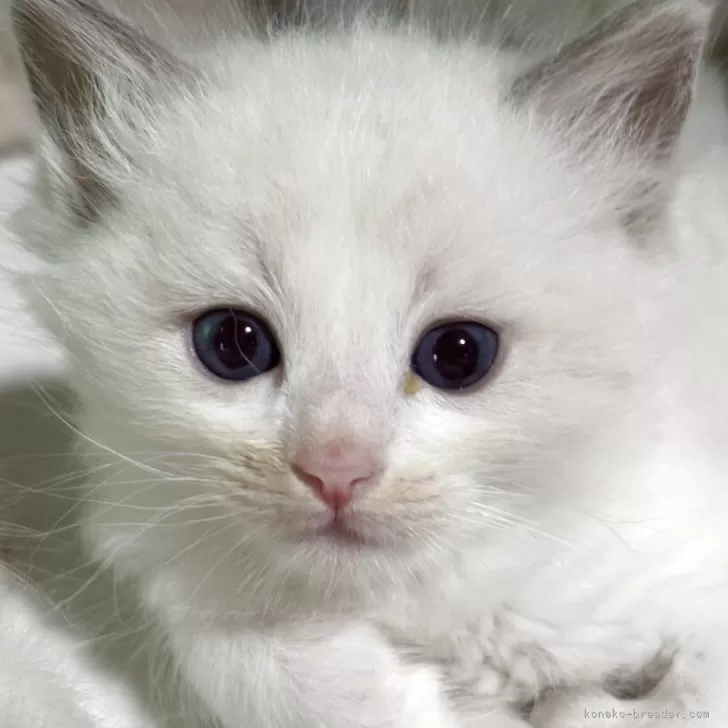 ID：2508-01060の子猫