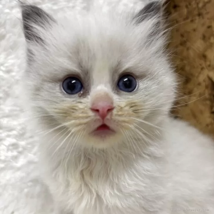 ID：2504-02840の子猫