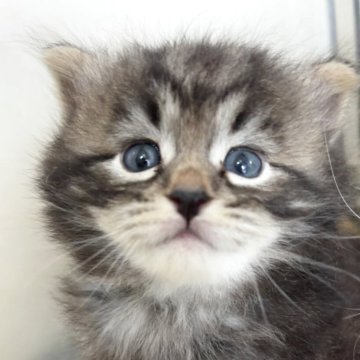 サイベリアン【香川県・男の子・2025年10月24日・ブラックマッカレルタビー】の写真「可愛い男の子、チャンピオンベビー」