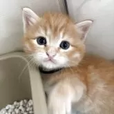 サイベリアン【香川県・男の子・2025年8月15日・クリームクラシックタビー】の写真3