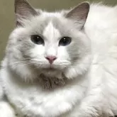 ラグドール【香川県・男の子・2025年11月6日・ブルーポイントバイカラー】の写真5「ママです。ブルーポイントバイカラー」