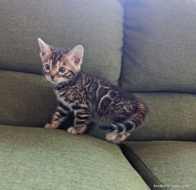 ID：2002-00962の子猫