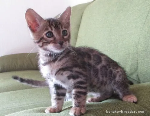 ID：1903-00177の子猫