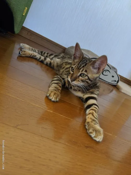 ID：2004-02131の子猫