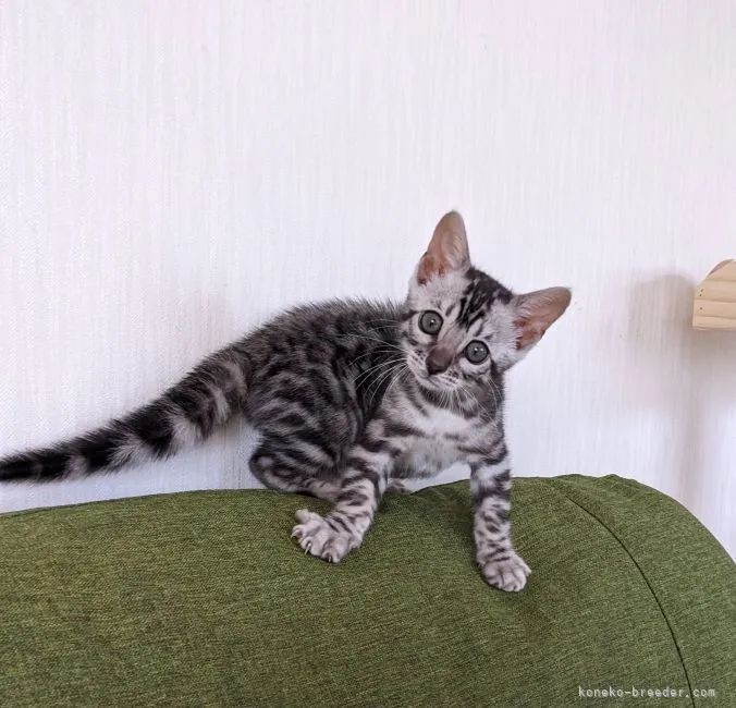 ID：2205-01737の子猫