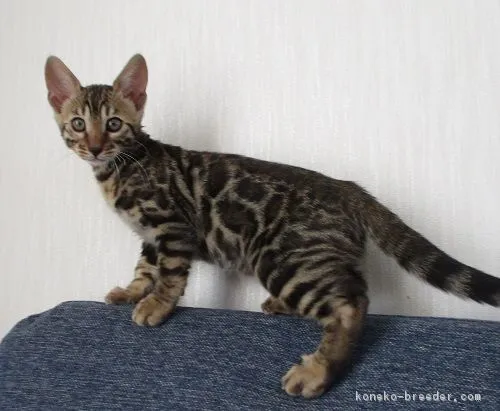 ID：1809-01073の子猫