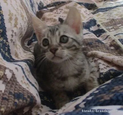 ID：1711-00400の子猫