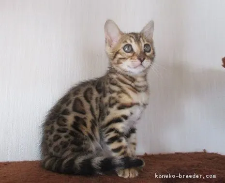 ID：1802-00125の子猫