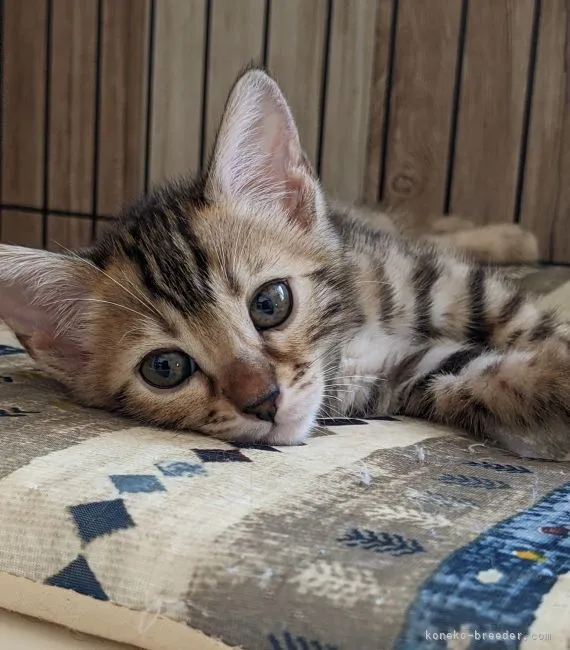 ID：2207-02645の子猫