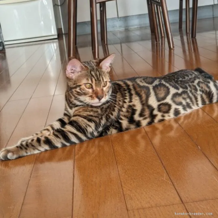 ID：2306-01993の子猫