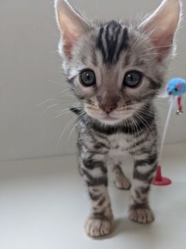 ベンガル【福岡県・男の子・2020年12月26日・シルバースポテッドタビー(ロゼット)】の写真「綺麗なシルバー男の子♪」