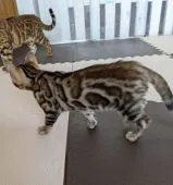 ベンガル【福岡県・男の子・2021年9月21日・ブラウンスポテッドタビー】の写真2