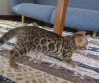 ベンガル【福岡県・女の子・2017年8月20日・ブラウンスポテッドタビー】の写真2