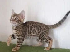 ベンガル【福岡県・女の子・2019年1月1日・ブラウンスポテッドタビー】の写真2