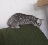 ベンガル【福岡県・女の子・2023年4月26日・ブラックシルバースポテッドタビー】の写真2