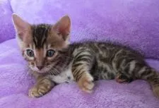 ベンガル【福岡県・男の子・2017年12月23日・ブラウンスポテットタビー】の写真2