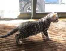 ベンガル【福岡県・男の子・2017年12月23日・シルバースポテッドタビー】の写真3