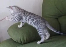 ベンガル【福岡県・女の子・2018年10月3日・シルバースポテッドタビー】の写真3