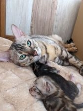 ベンガル【・女の子・2019年1月1日・ブラックシルバースポテッドタビー】