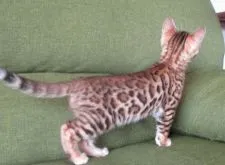 ベンガル【福岡県・女の子・2019年1月1日・ブラウンスポテッドタビー】の写真3