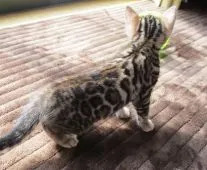 ベンガル【福岡県・男の子・2017年12月23日・ブラウンスポテットタビー】の写真3