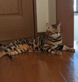 ベンガル【・男の子・2018年1月24日・ブラウンスポテッドタビー】