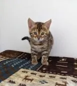 ベンガル【福岡県・男の子・2022年2月12日・ブラウンスポテッドタビー】の写真5