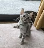 ベンガル【福岡県・女の子・2023年11月28日・ブラックシルバースポテッドタビー】の写真5