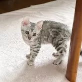 ベンガル