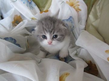 スコティッシュフォールド(折れ耳)【北海道・女の子・2018年4月16日・ブルーマッカレルタビー&ホワイト（ショート）】の写真「キュートな折れ耳の女の子」