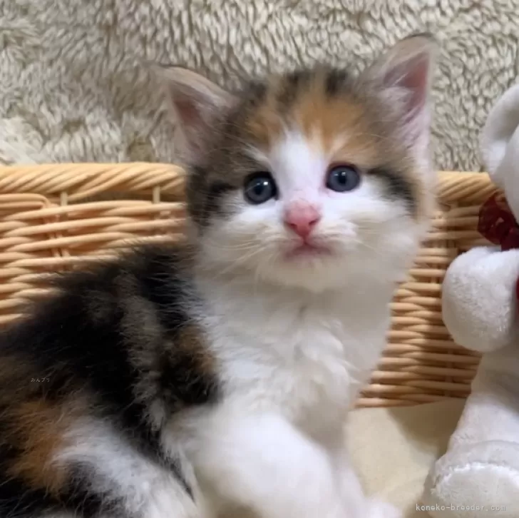 ID：2406-02466の子猫