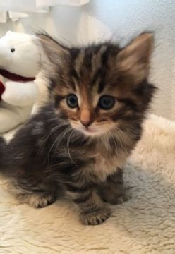 ノルウェージャンフォレストキャット【兵庫県・女の子・2018年2月8日・ブラウンパッチドタビー】の写真「クリクリお目々のあどけないお顔の女の子」