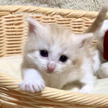 ノルウェージャンフォレストキャット【兵庫県・女の子・2024年3月24日・カメオタビー&ホワイト】の写真「ちょっと珍しいカメオの女の子♪」