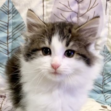 ノルウェージャンフォレストキャット【兵庫県・男の子・2024年9月6日・ブラウンタビー&ホワイト】の写真「ペンライト君♪」