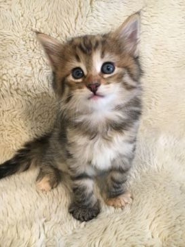 ノルウェージャンフォレストキャット【兵庫県・女の子・2018年7月4日・ブラウンパッチドマッカレルタビー】の写真「キラキラお目々美人ちゃん」