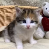 ノルウェージャンフォレストキャット【兵庫県・女の子・2024年5月15日・ブラウンパッチドタビー&ホワイト】の写真5