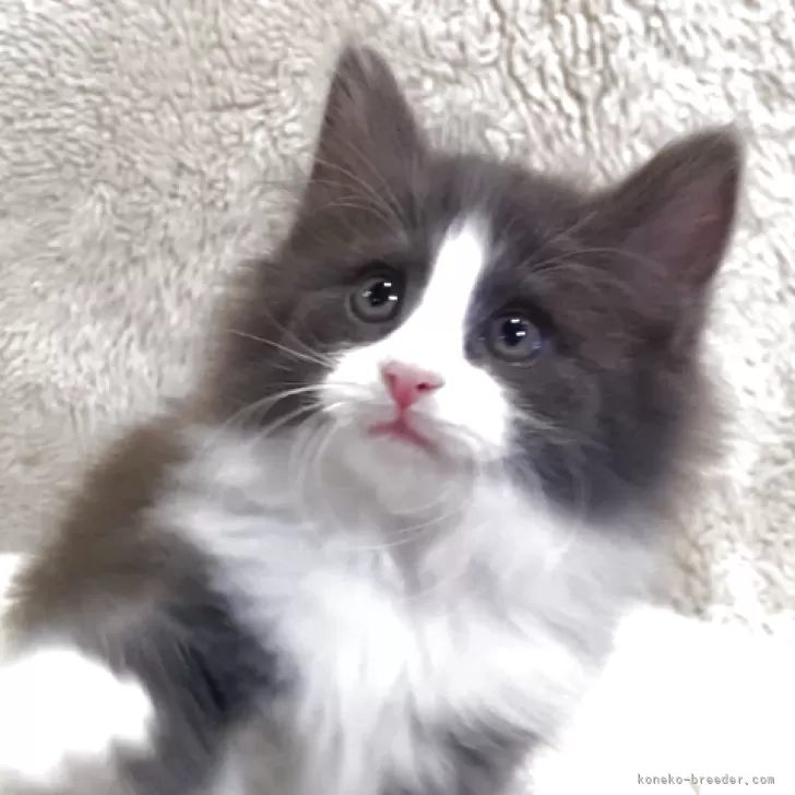 ID：2508-00607の子猫