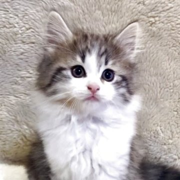 ノルウェージャンフォレストキャット【兵庫県・男の子・2025年2月14日・ブラウンタビー&ホワイト】の写真「懐っこい甘えん坊くん」