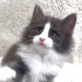 ノルウェージャンフォレストキャット