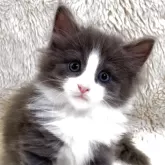 ノルウェージャンフォレストキャット