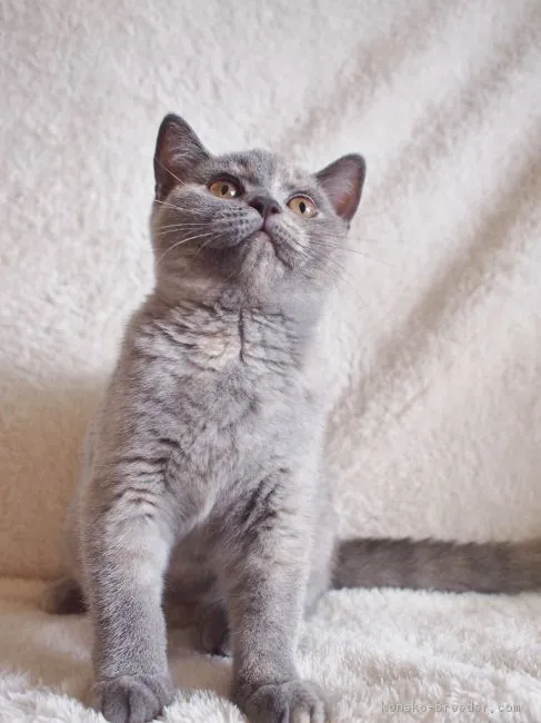ID：1807-01456の子猫