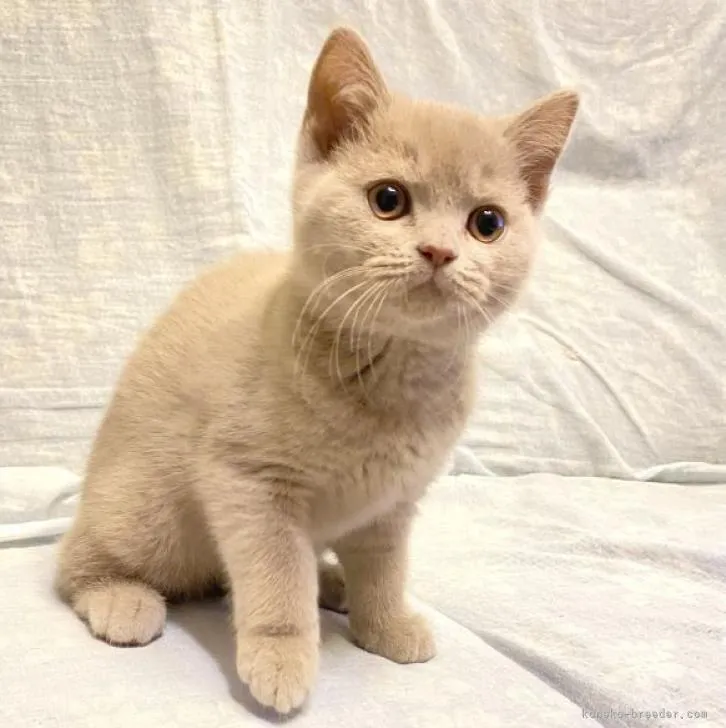 ID：2301-01135の子猫