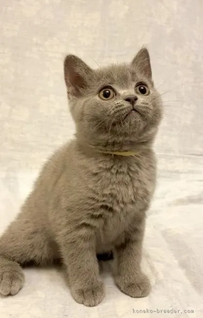 イサ 様のお迎えした子猫